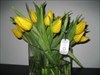 Unite with Tulips Yellow dutch tulips flowering featuring the uniting blue circle