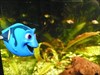 Dory in our aquarium