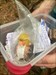 Ok Ben! We wanted to leave you at the beach on Tybee Island but all of the boxes were too small. You did travel to Tybee and hung out for a few days but we decided to drop you here in Fort McAllister State park!! Happy Travels!! ?? Log image uploaded from Geocaching® app