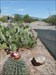 Magical Big nose with Rincon mountains in backgrou Prickly pear, barrel cactus, mequite trees, and ocotillo plants are all visible in the picture,