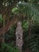 Maori carving in the forest.