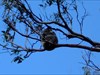 Koala in Eucalyptus tree