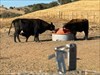 Besuch auf meiner Ranch.  Log image uploaded from Geocaching® app
