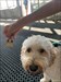 Op een hete zomerse dag puppy tag meegenomen op onze reis Logfoto verzonden vanuit de Geocaching®-app