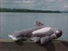 TB1C2Ca Sharky relaxing after a swim in the Columbia near &#39;Washougal History Cache&#39;.