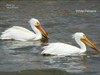 The real thing White Pelicans