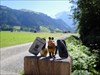 Bell Grindelwald & Cheese Travel Mouse in der Lenk