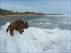Buffy on a Canadian Glacier The photos at Little Limestone Lake and Lake Winnipeg show that spring comes late in northern&#13;&#10;Manitoba, with lakes frozen until the middle of May.