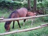 Some of the horses we saw!