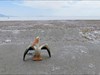 pesca-friendship-pelican-GC1E293