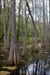 the cypress swamp