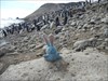 Mike chats with the penguins in Antarctica