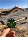 Getting dropped off to continue your travels with some other cacher.  Dropped just outside of Dinosaur National Monument, right next to Doris the dinosaur.   Log image uploaded from Geocaching® app