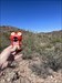 Enjoying the saguaros of the Sonorand Desert!