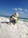 Sally Shark & Shelly Turtle Visit Emerald Coast Searchers L&amp;J take Sally Shark and her friend to frolic in the sugar white sands on Okaloosa Island between Fort Walton Beach and Destin, Florida, on the Gulf of Mexico on a warm, sunny October day. Tomorrow we go to Gulf Shores, Alabama. [8D]