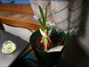 Amaryllis The Armorials is benefiting from the growing lamp, maybe Tink can hang here for a while.