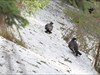 2 black grouses far away