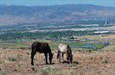 Wild Horses in Northern Nevada