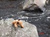 Maui sunning himself on the rocks