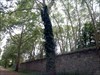  Les grands arbres du parc et son mur d&#39;enceinte