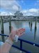 Yoshi just boarded the ferry to head to Fort Sumter. Fort Sumter is where the American Civil War began. Yoshi wanted a photo with the aircraft carrier Yorktown, before we departed Log image uploaded from Geocaching® app