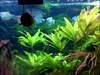 Fishy visiting 450 liters aquarium Visiting 450 liters aquarium, but only on the outside ...
