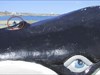 Hvalborg og hval closeup fra hvalen på havnen i Provincetown