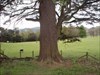 The Cedar of Lebanon Tree, Borrowdale, Cumbria