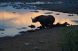 rhino at halali waterhole