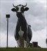 8 Worlds largest Hostein Cow Sue