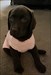 Started a new trackable for our chocolate lab puppy Beanie. Please keep her in popular caches :) ???????? Log image uploaded from Geocaching® app