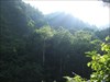 Beechen virgin forest