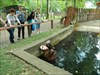 Abony Zoo, hippo, name „Buborék” (en: „bubble”)