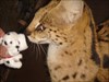 sniffing out the "spotted" Serval...
