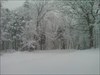 snow covered forest! not the greatest pic, it was taken with my cell phone in heavy snow, but you get the gist!