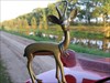 De impala springt even rond in Westerwolde.