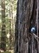 Feeling at one with these Giant Redwoods along the Avenue of the Giants. Also this is a “musical cache”, but unsure where the music is coming from …  Log image uploaded from Geocaching® app