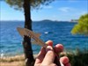 Der Hai ist in der Zwischenzeit vegan geworden und gönnt sich nun in Kroatien einen leckeren Zwischensnack! Bild aus der Geocaching®-App hochgeladen