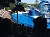 Visiting the dolphin show