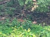 I was here. See the fawns.  Log image uploaded from Geocaching® app