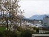 Marina View View of Vancouver Marina from a convenient bench. Blossom is looking lovely!