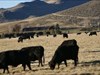 An Idaho cattle ranch Log image uploaded from Geocaching® app
