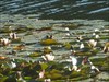 Waterlillies at Battleground State Park, Washingto