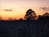 Sunset over Cotton Field at rest stop in GA. &quot;Whatever! Can we GO now? I&#39;m cold, even wearing my Wool underwear! Can we stop for snacks or something?&quot;
