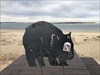 Inverloch inlet and wombat, Victoria, Australia