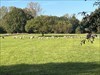 Schwarzwaldmädel wil de schaapjes tellen op het veld… Log image uploaded from Geocaching® app