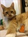 The original little orange kitty!  Orange kitty trackable with the original orange kitty!