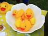 BABY DUCKS AT THE EVENT