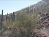 Tucson area landscape with saguaros