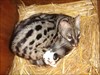 little snuggle with a sleepy "spotted" Genet